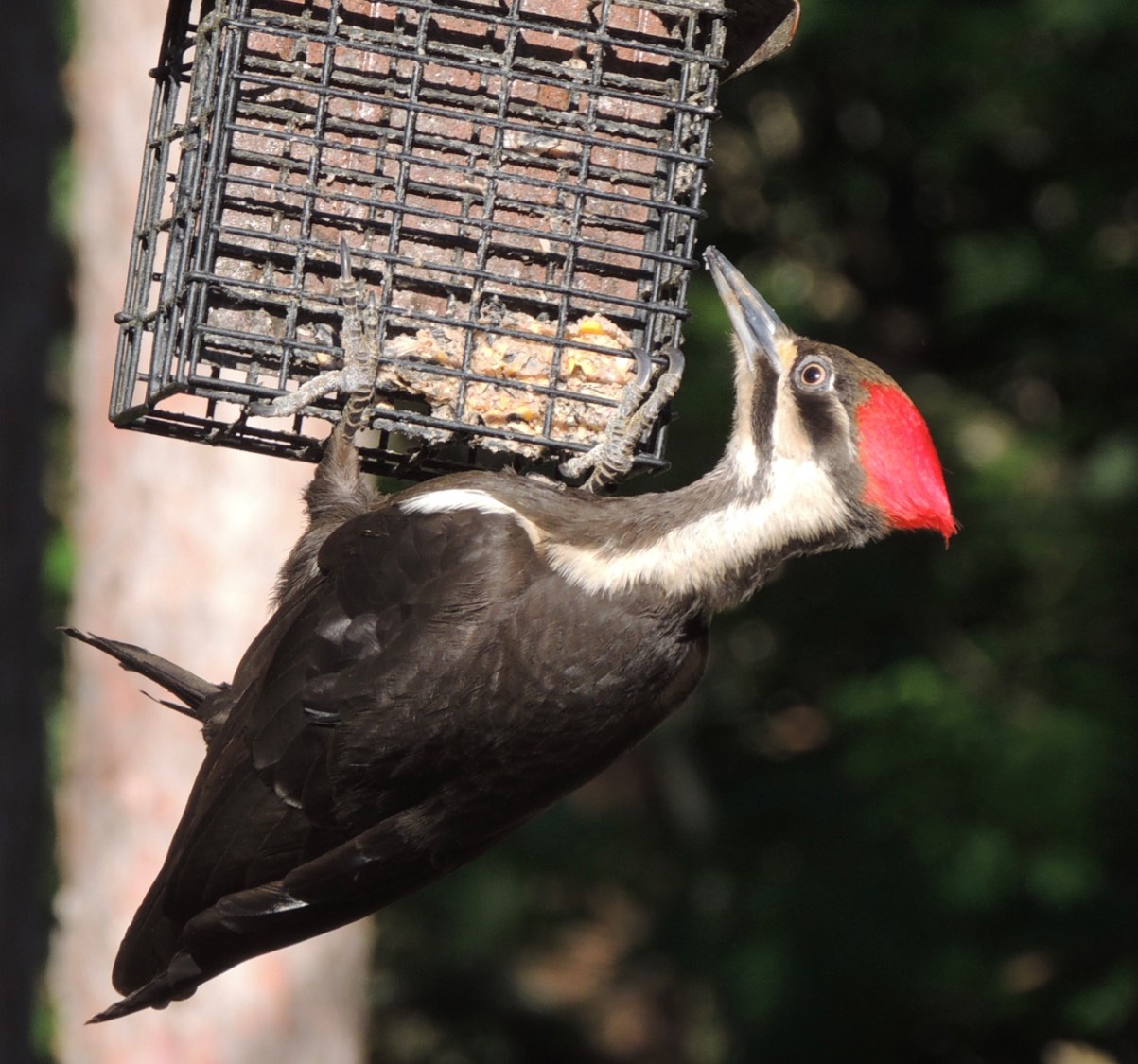 Solve Pileated Woodpecker female at feeder jigsaw puzzle online with 16