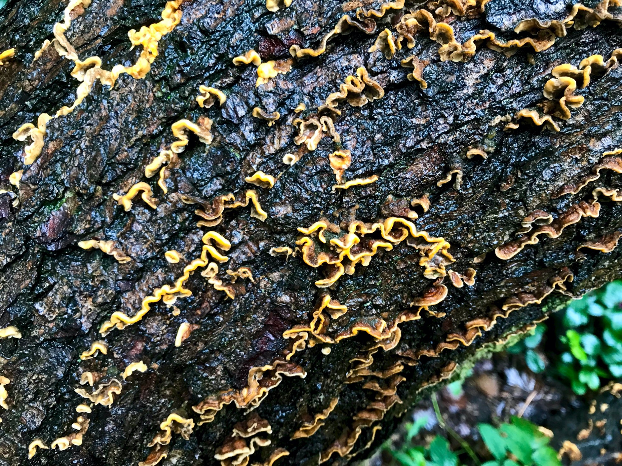 Savanna Fungi: A Vital Piece Of The Ecosystem Puzzle - mejnfch
