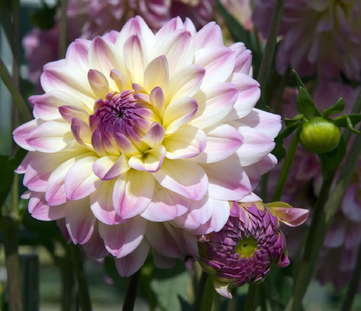 Colorful Pompom Dahlia Flowers at the Market jigsaw puzzle in Flowers
