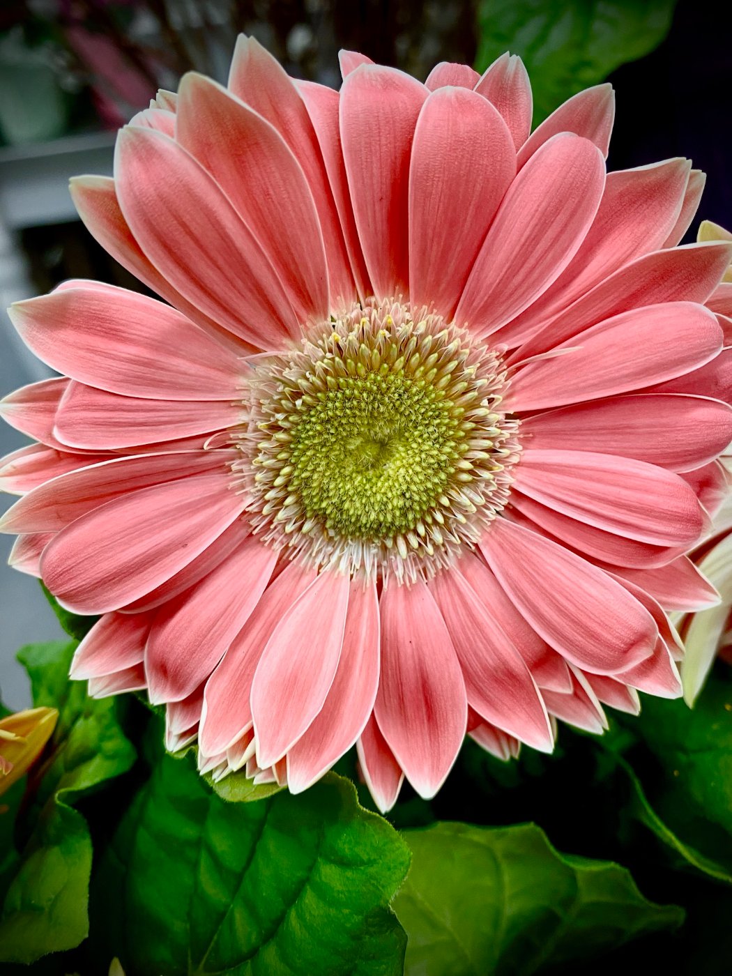 Solve Gerbera Daisy jigsaw puzzle online with 35 pieces