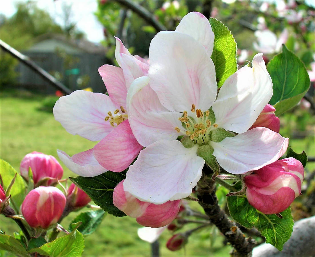 Apple - flower 92886_grande.webp?v=1739374112