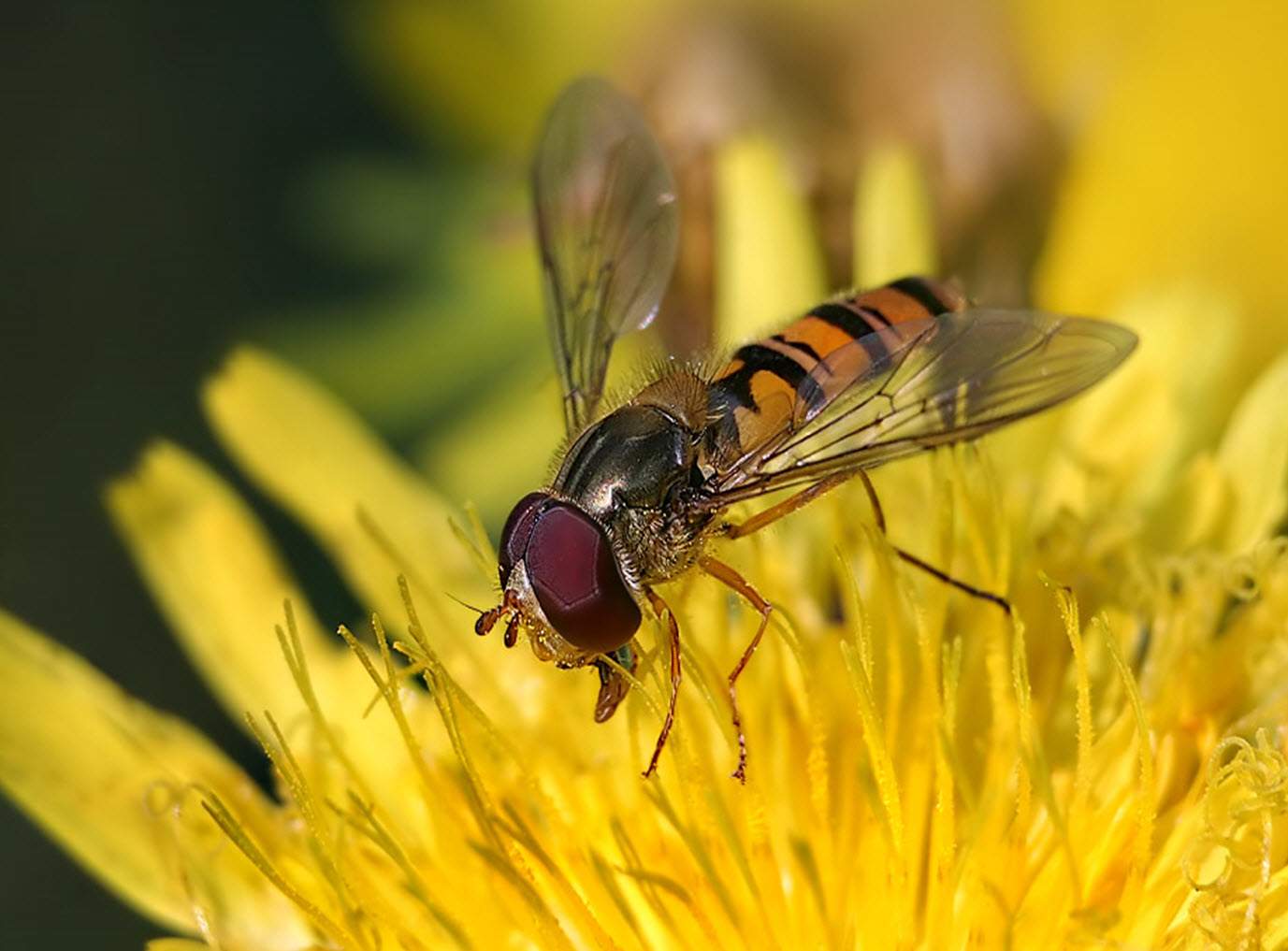 Solve Bee jigsaw puzzle online with 48 pieces