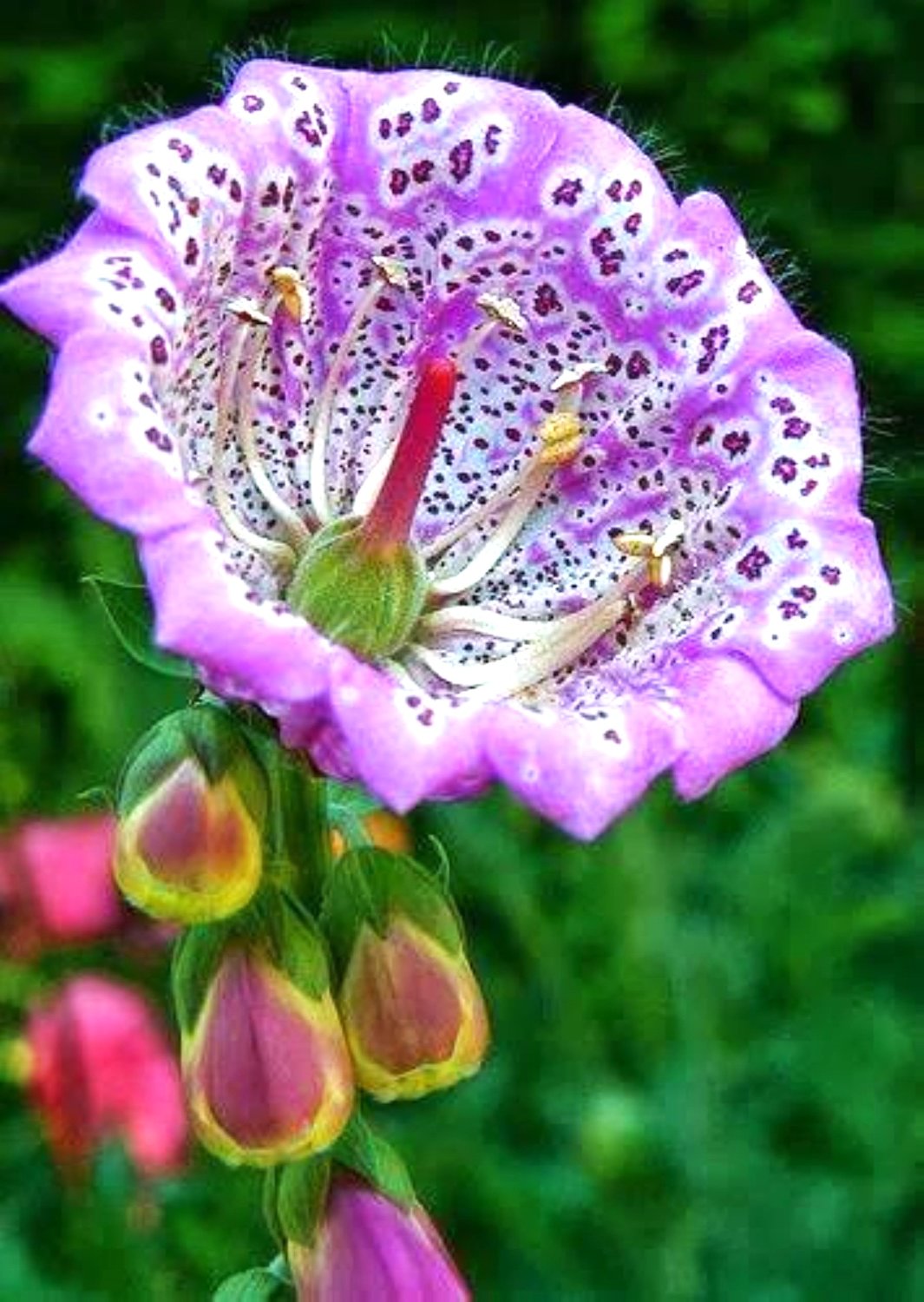 Jigsaw Puzzles 200 Pieces Wooden Adults Puzzles Pink Rose Flower Valentine Day Gift Formation Wooden Gift For Mom Family Friend Home Decor Wall Art 13.9'' X 9.8