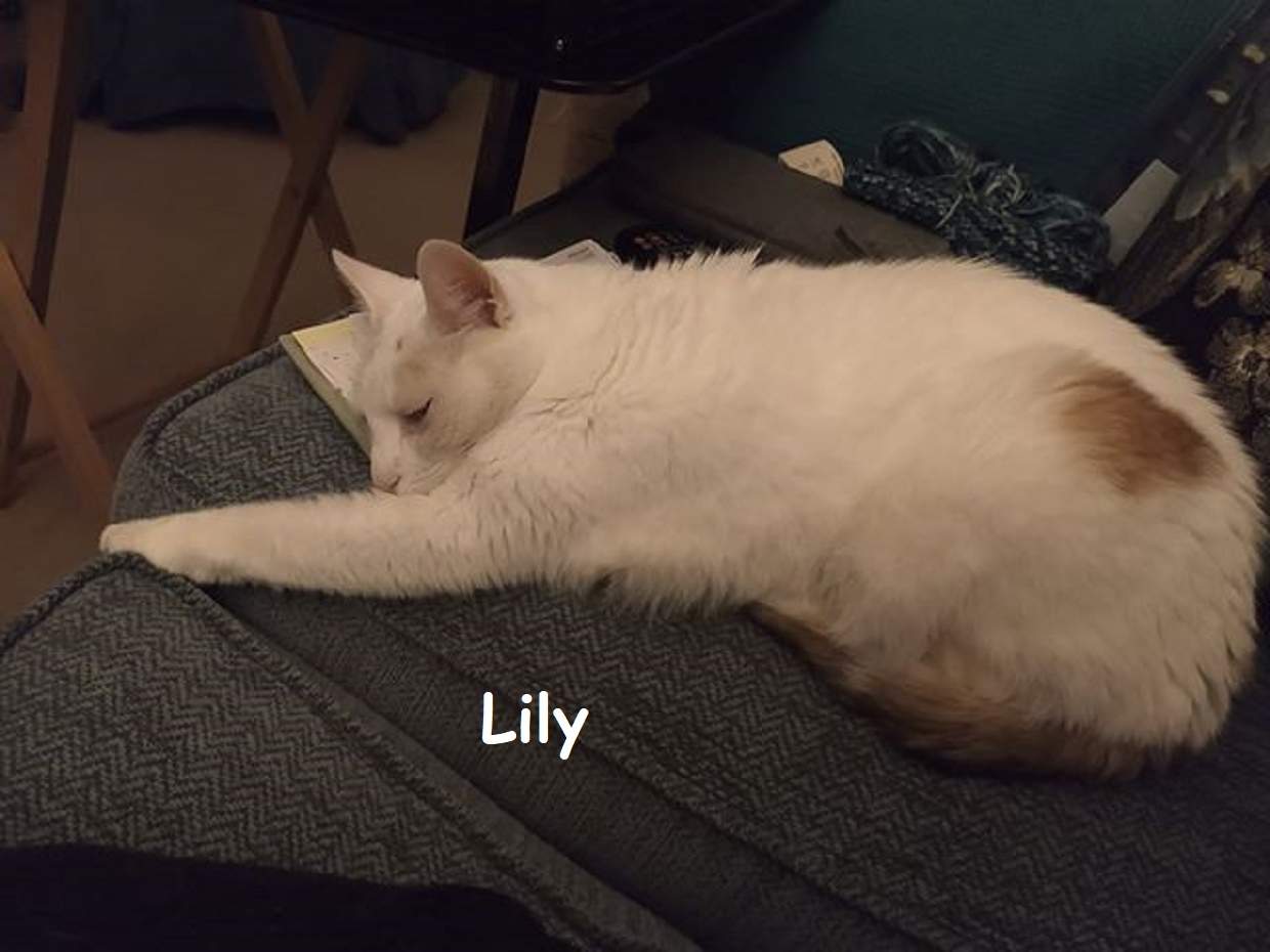 Solve Lily 0330 Want your notebook? Sorry, Lily is sleeping on it