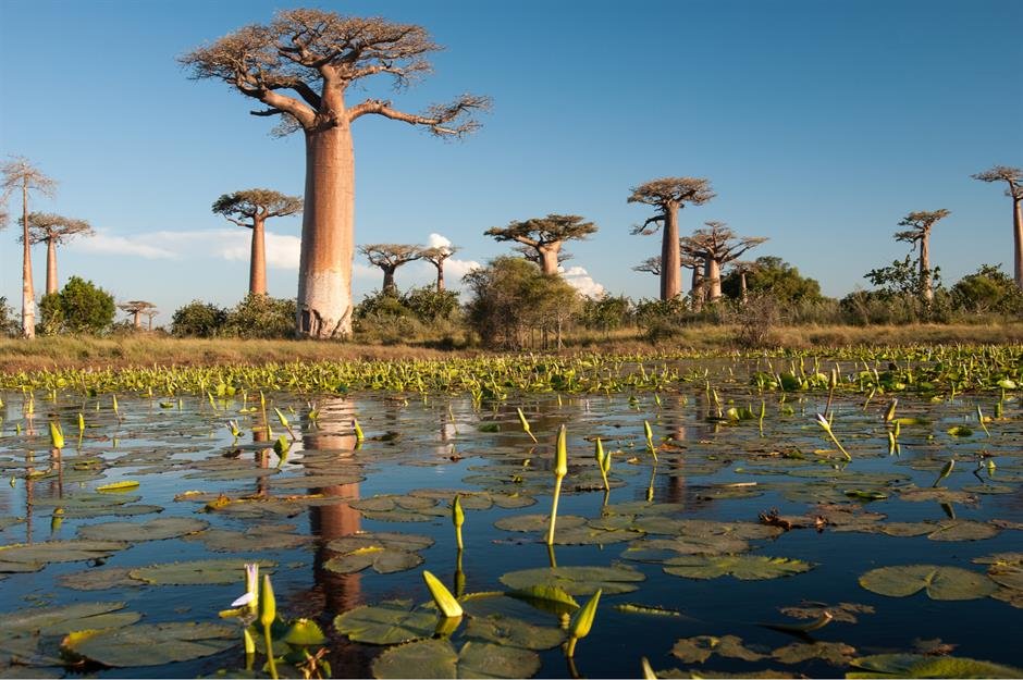 Madagascar Exploding Tree Solve Upside down trees of Madagascar jigsaw puzzle online with 96 pieces