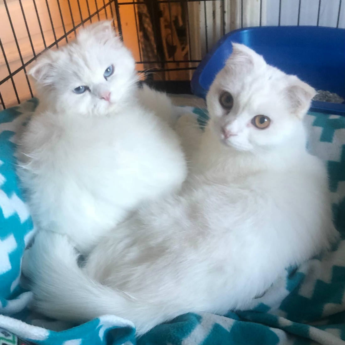 Solve Happy Homes Animal Rescue jigsaw puzzle online with 121 pieces