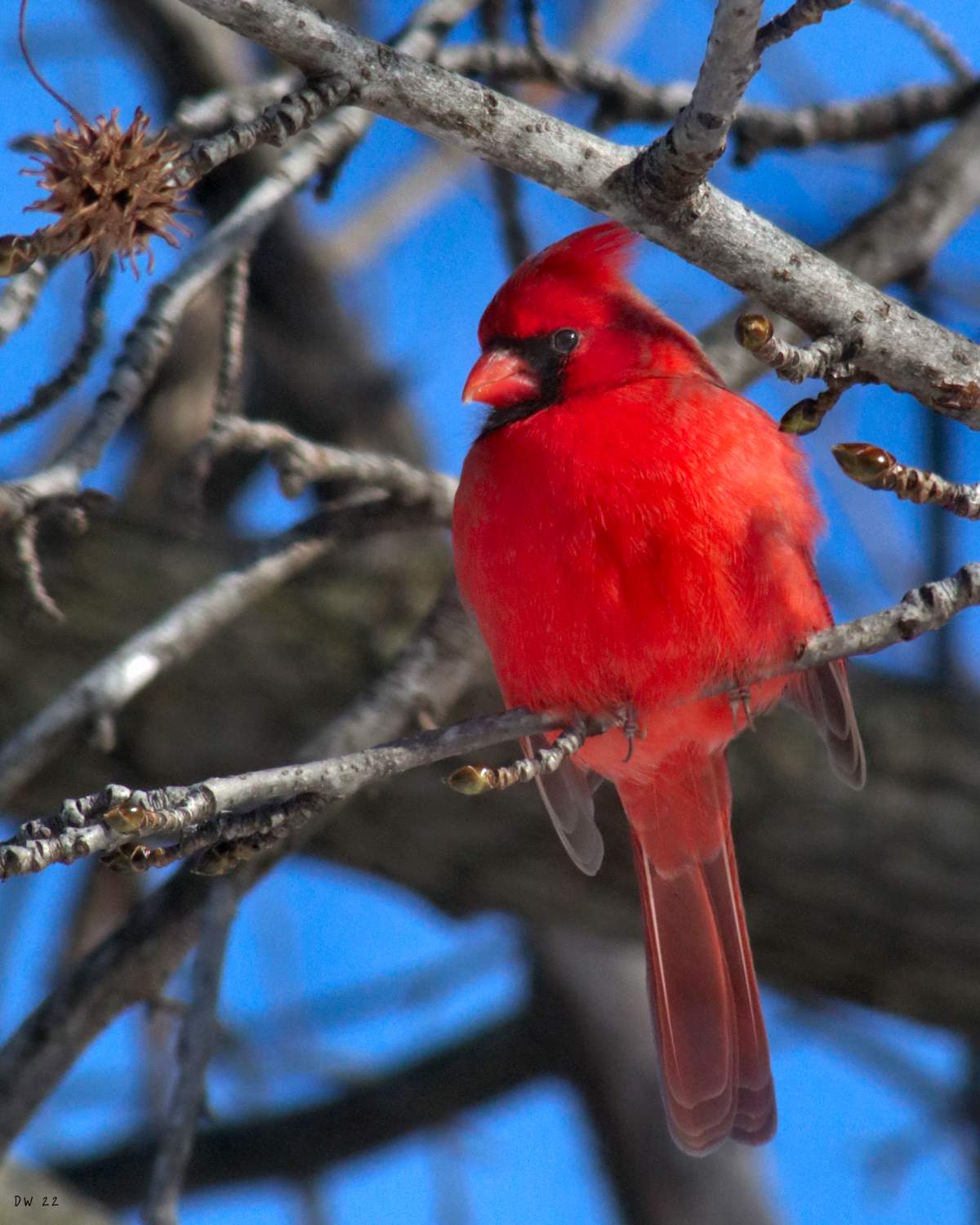 Solve Cardinal jigsaw puzzle online with 180 pieces