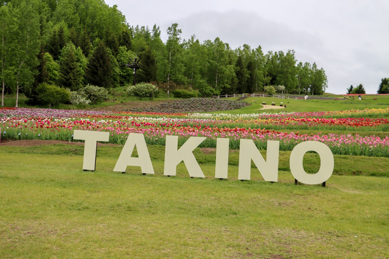 Solve Takino Park Tulip Festival jigsaw puzzle online with 35 pieces