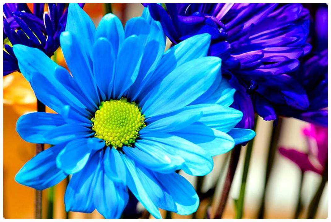 Solve Lovely Blue Gerbera Daisy jigsaw puzzle online with 216 pieces