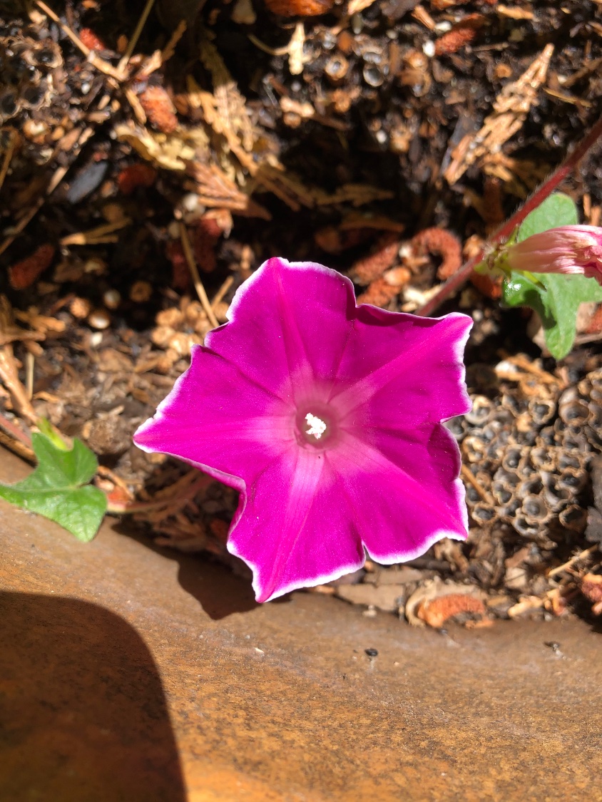 Solve Morning Glory, Red Picotee jigsaw puzzle online with 12 pieces