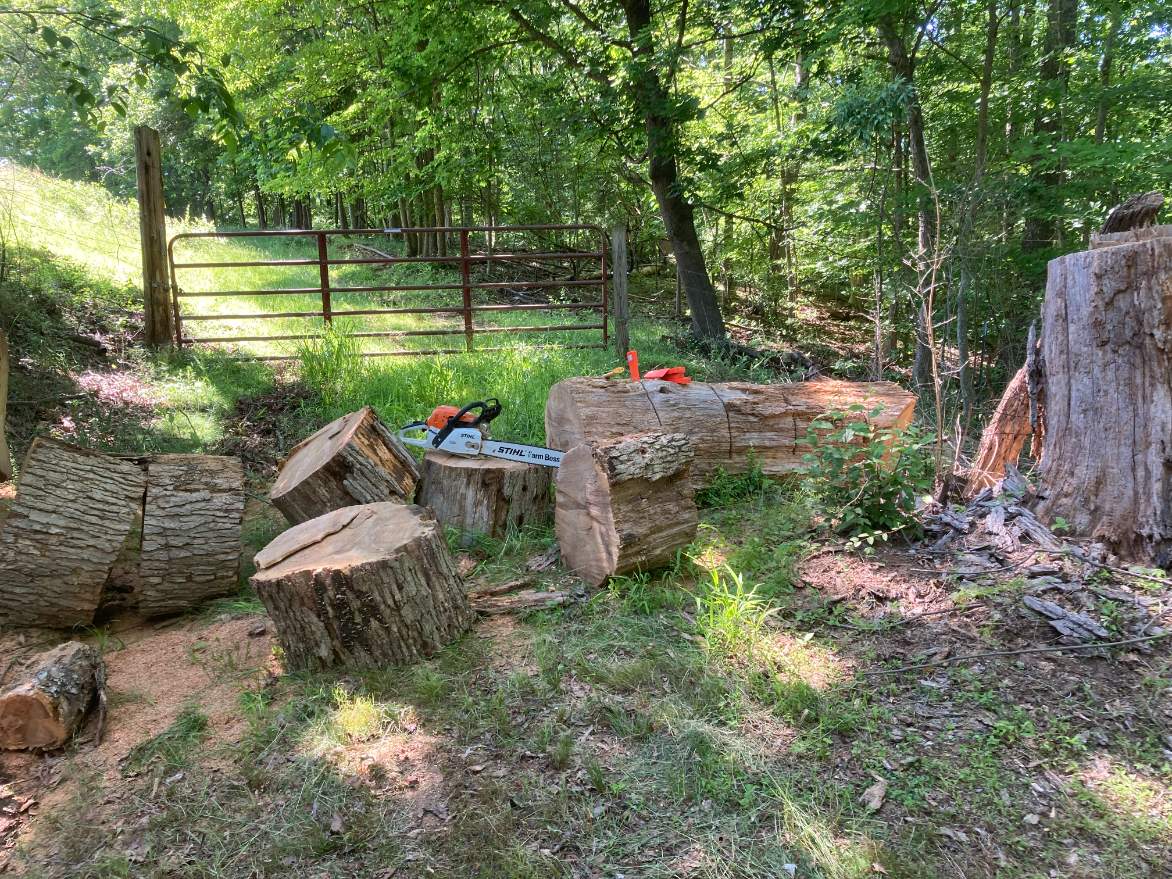 Solve Dead Ash Tree jigsaw puzzle online with 20 pieces