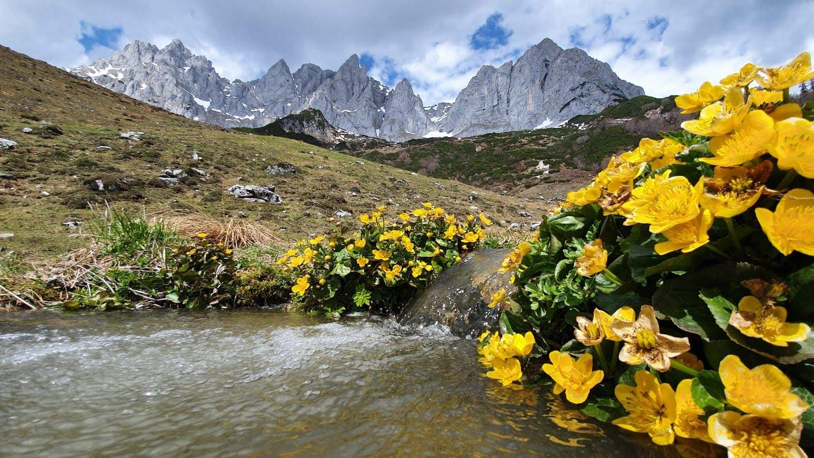 Solve Flowers am Wilden Kaiser jigsaw puzzle online with 180 pieces