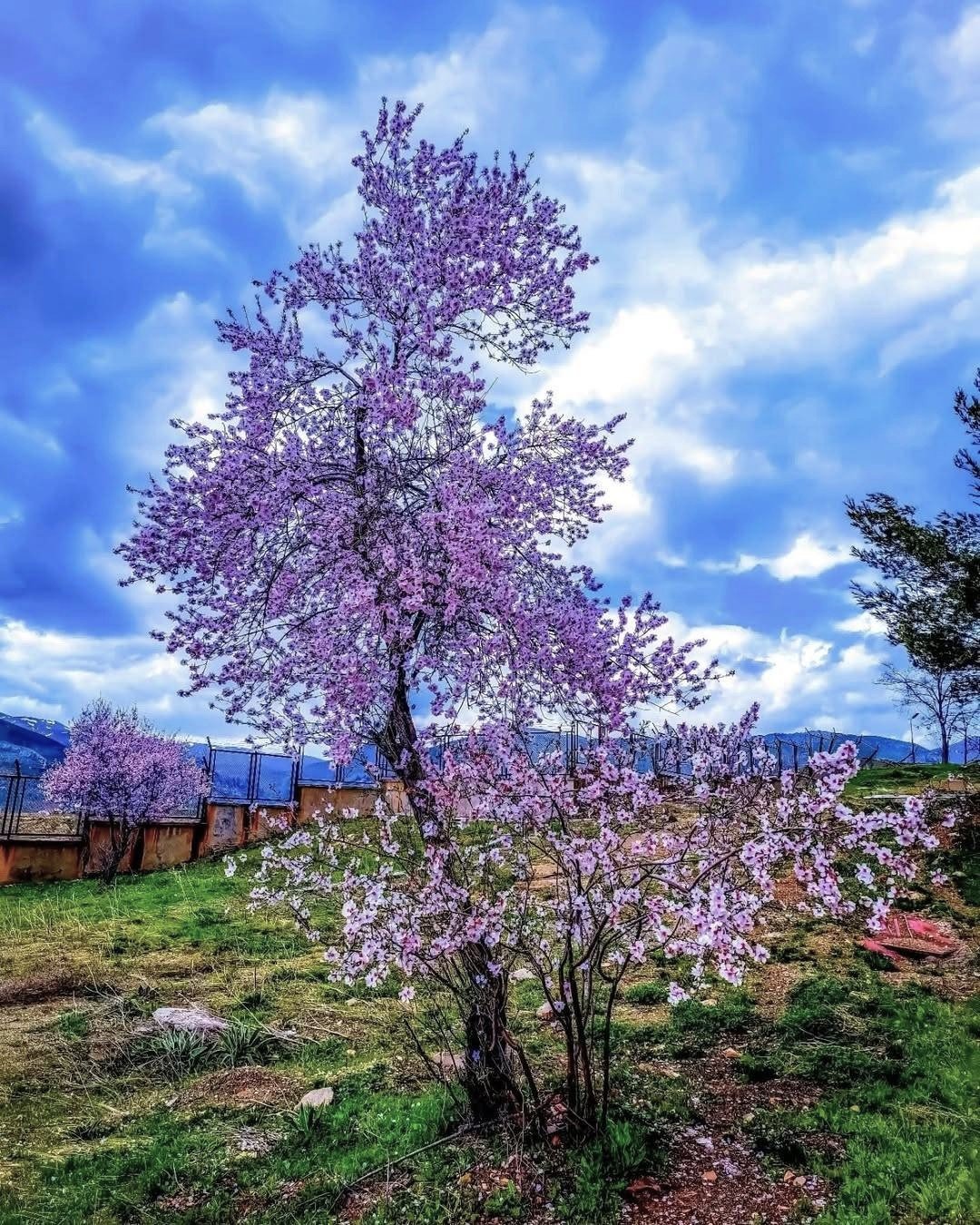 Jigsaw Puzzle | 120 pieces | Attractive tree species unknown? by me ...