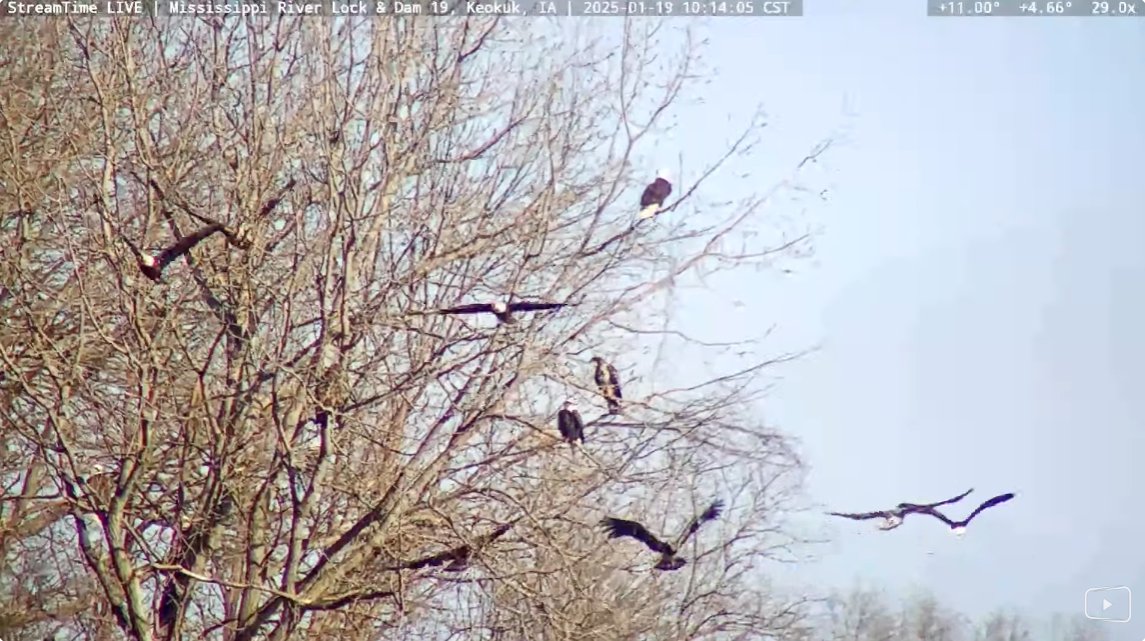 Jigsaw Puzzle | 28 pieces | Bald Eagle Appreciation Days in Keokuk