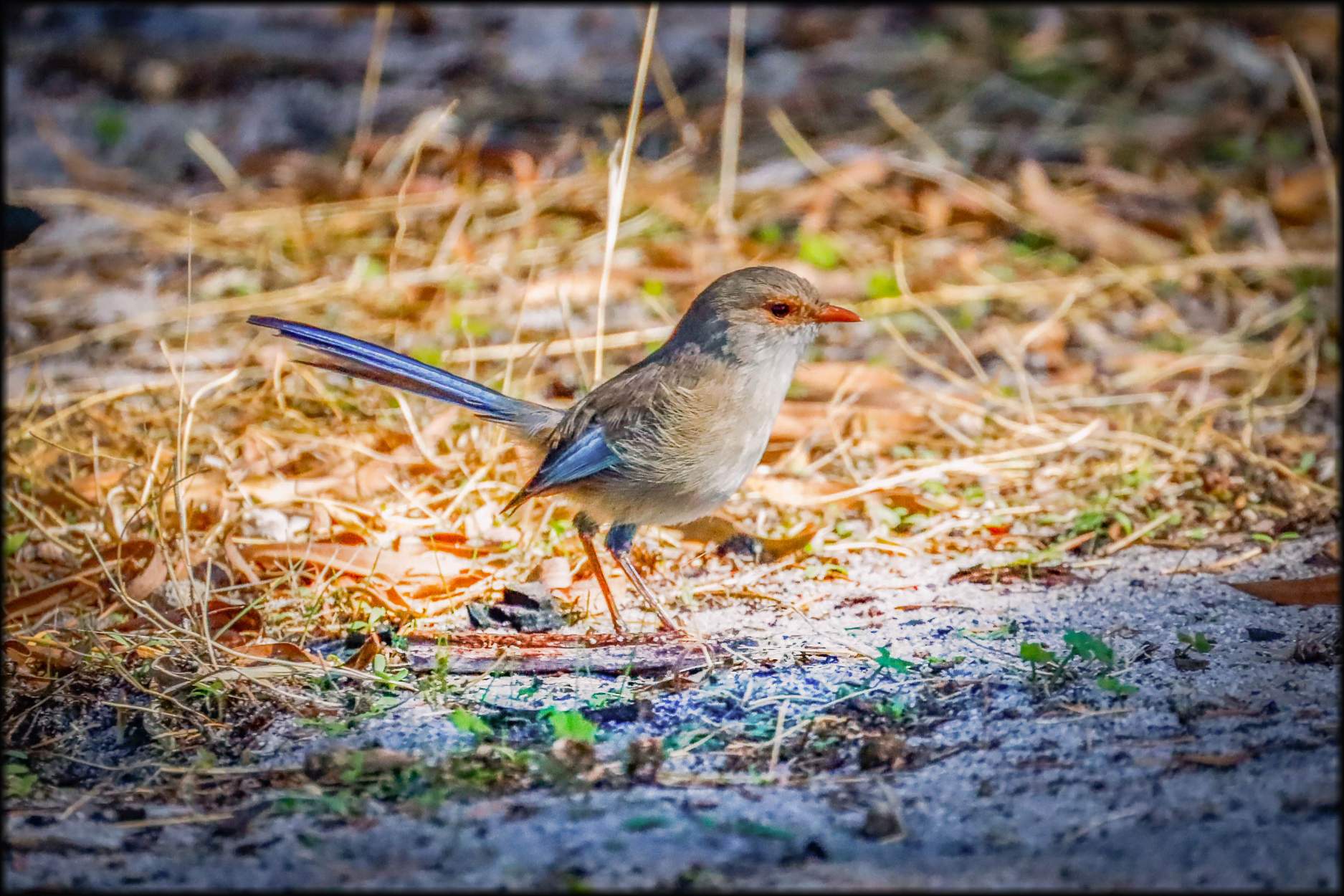 Solve Ms Jennifer Wren spotlighted in a shaft of morning light. jigsaw