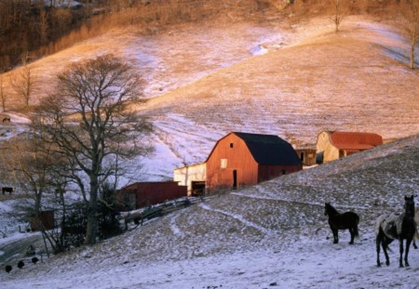 Forest Ranch Snow Solve Snow On The Ranch jigsaw puzzle online with 77 pieces