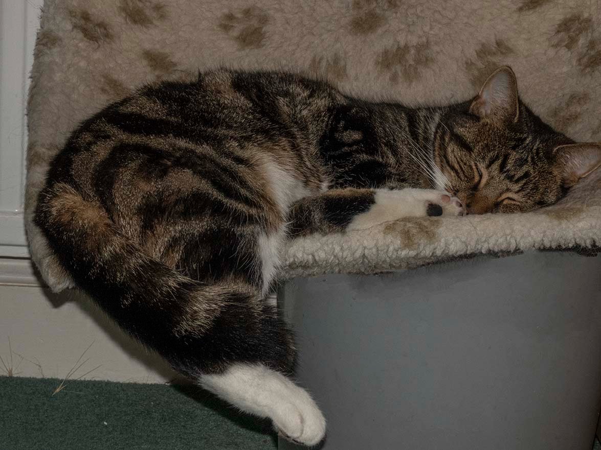 Solve Maybe I Need A Bigger Bed! jigsaw puzzle online with 35 pieces