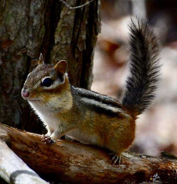 Solve A Chipmunk in Central Park, New York City, NY, USA jigsaw puzzle