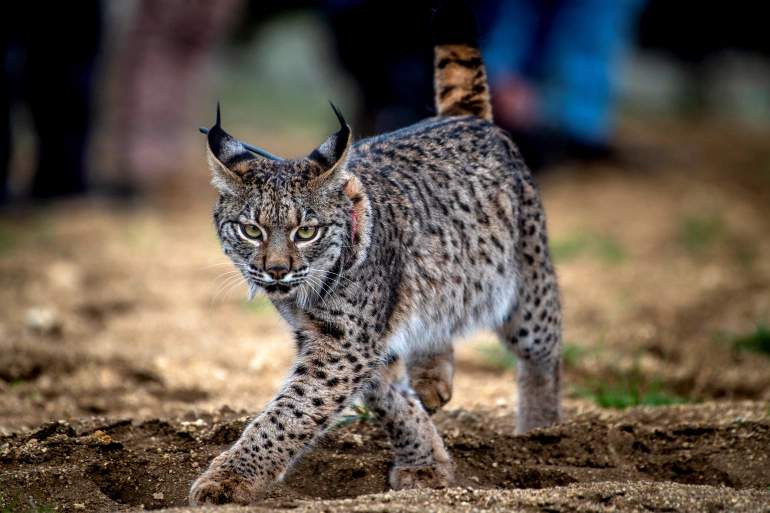 Solve An Iberian lynx runs free after its release in the mountains of