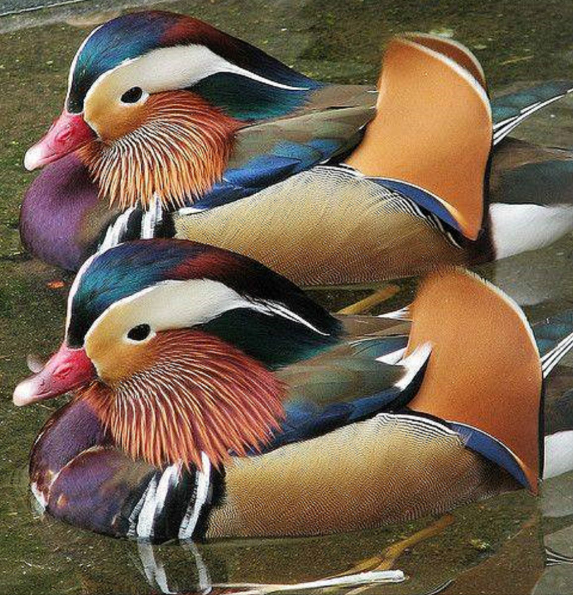 Solve Mandarin Ducks jigsaw puzzle online with 380 pieces