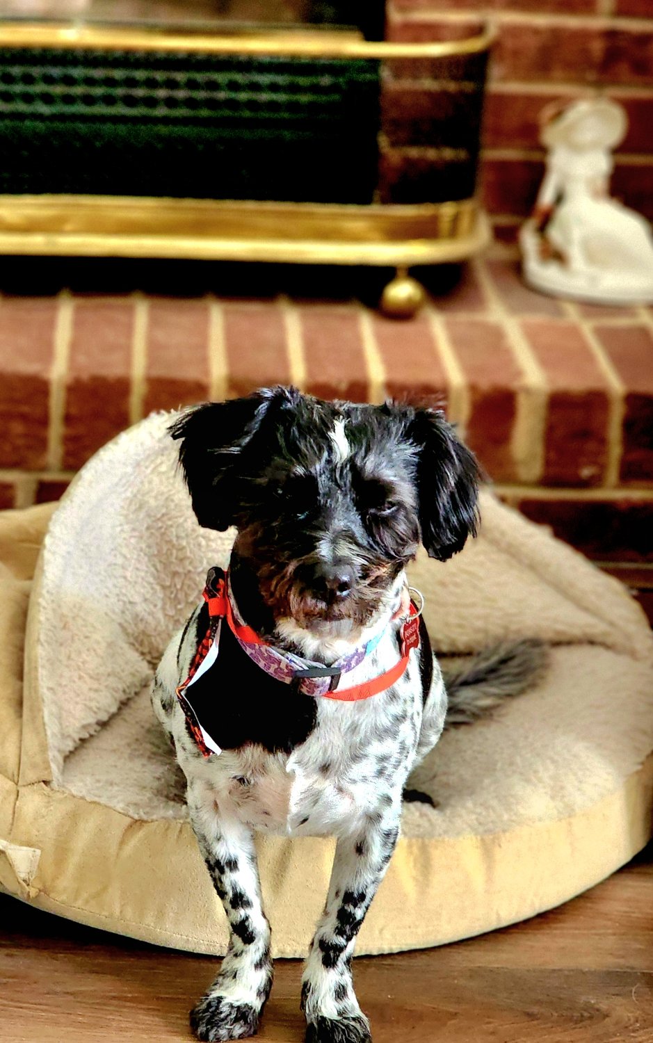 Solve Jasper and his Christmas bow jigsaw puzzle online with 40 pieces