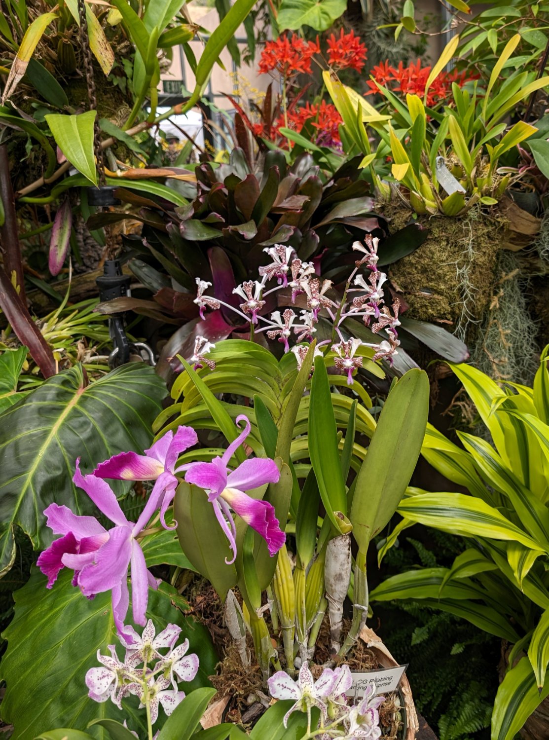 Solve San Diego Botanic Garden Orchid Show jigsaw puzzle online with 88