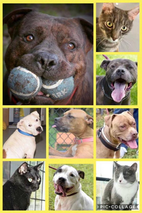 Solve Yonkers Animal Shelter jigsaw puzzle online with 40 pieces