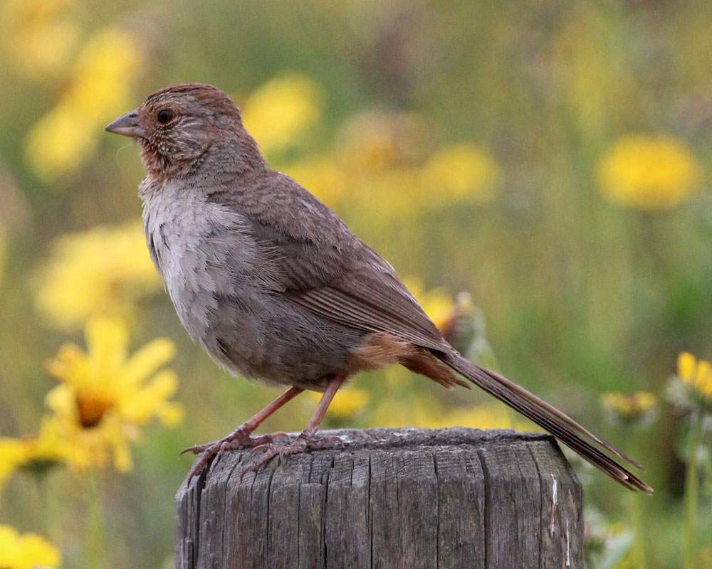 Solve California Towhee, Lagoon Trail, Del Mar, California jigsaw