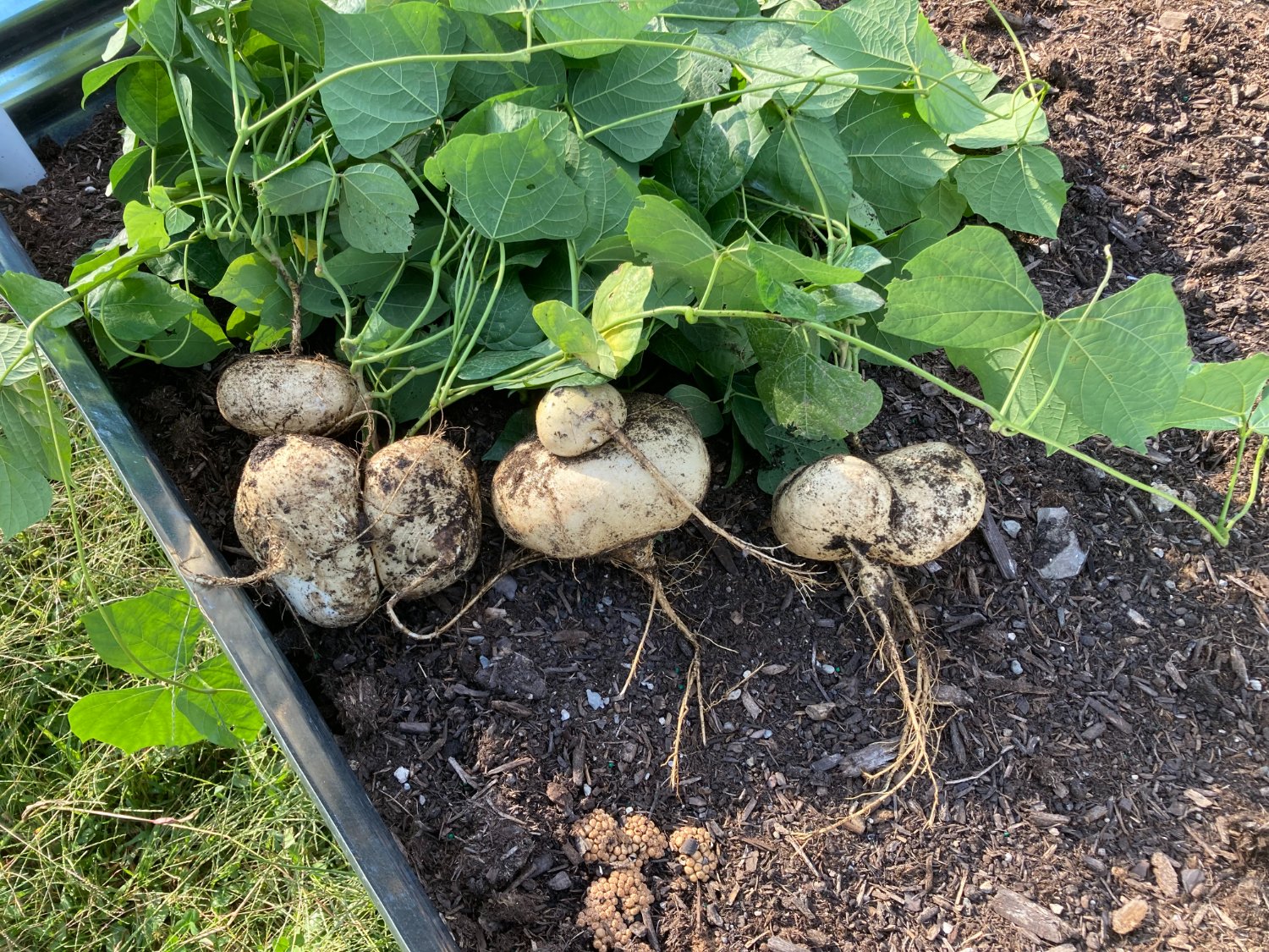 Solve Jicama jigsaw puzzle online with 12 pieces