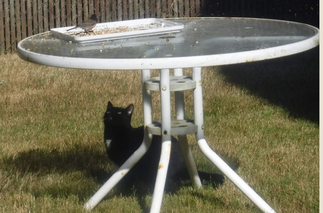 Solve Happy Birthday to Me! I'm ten years old! jigsaw puzzle online