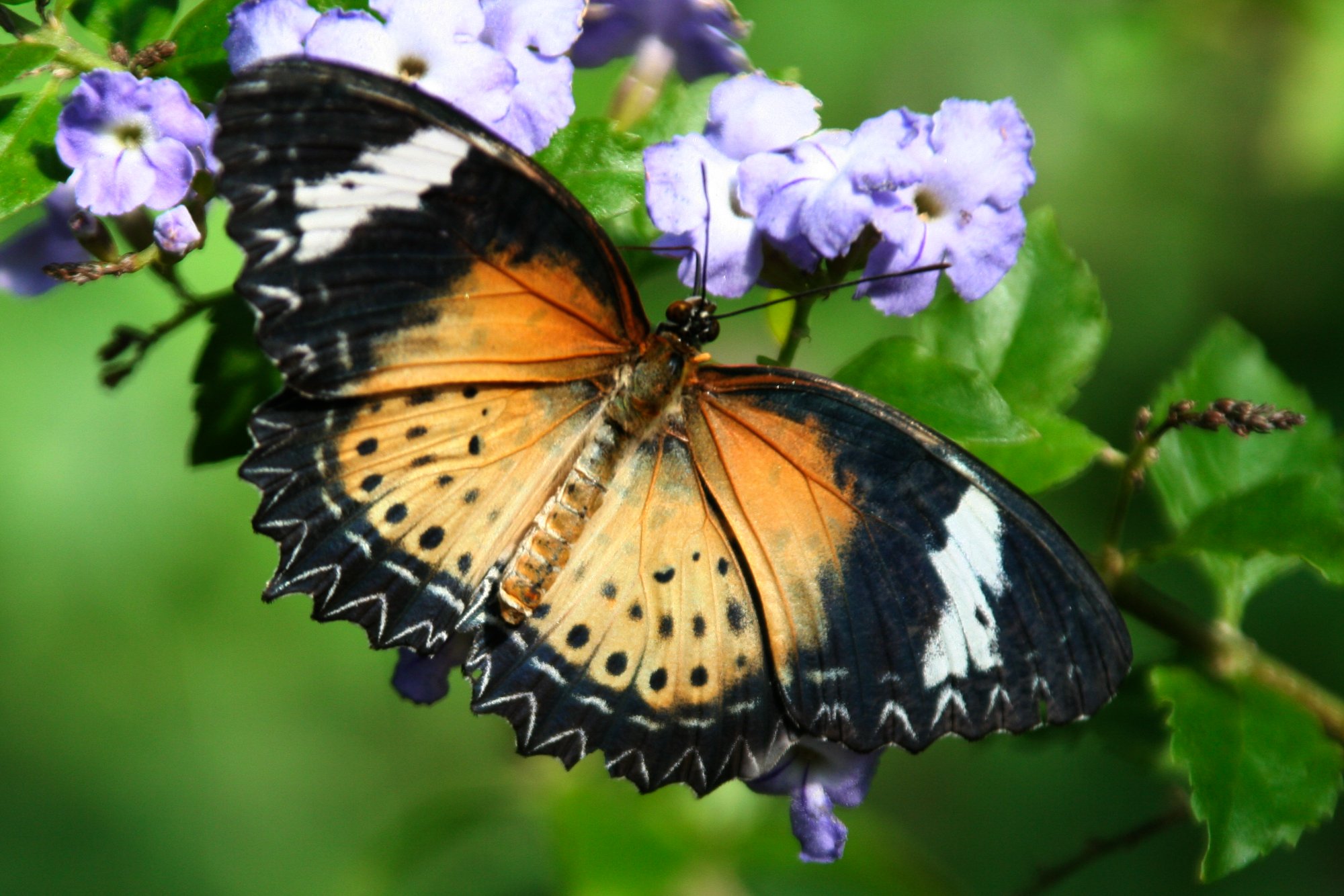 Jigsaw Puzzle | 70 pieces | Red lacewing | Jigidi