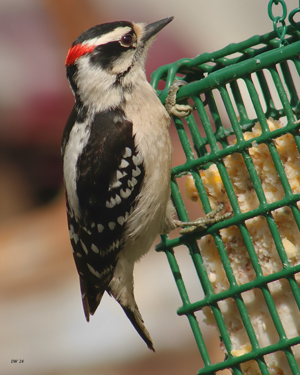 Solve Woodpecker jigsaw puzzle online with 180 pieces