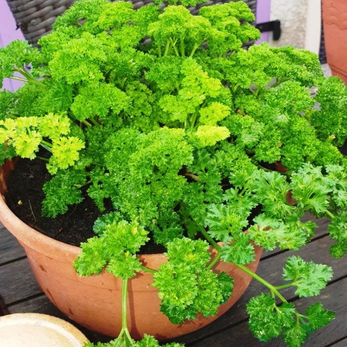 Solve parsley jigsaw puzzle online with 81 pieces