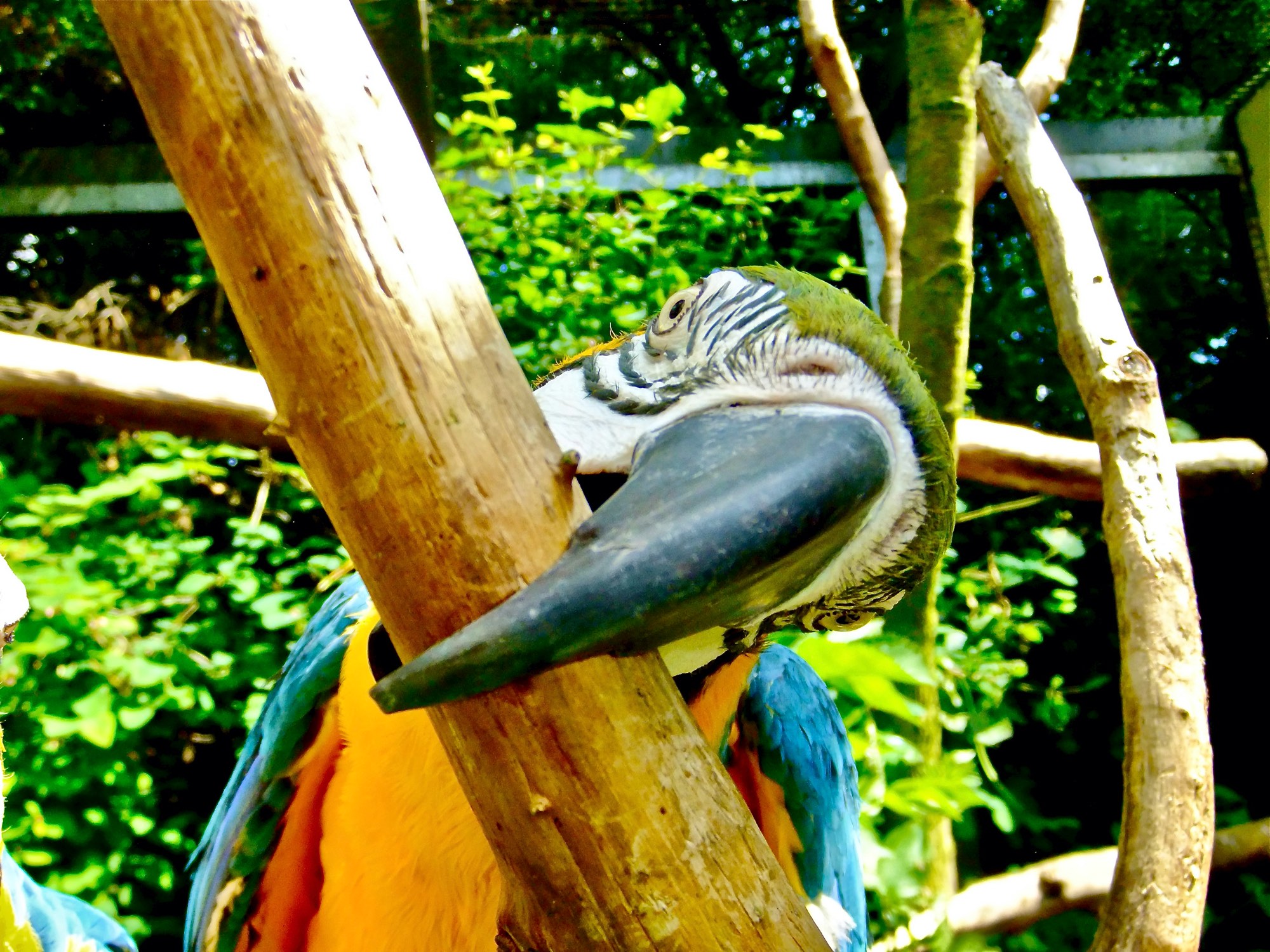 Solve Blue And Gold Macaw Jigsaw Puzzle Online With 99 Pieces