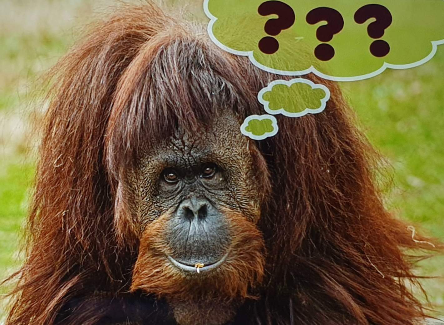 Solve RIDDLE #15 jigsaw puzzle online with 35 pieces