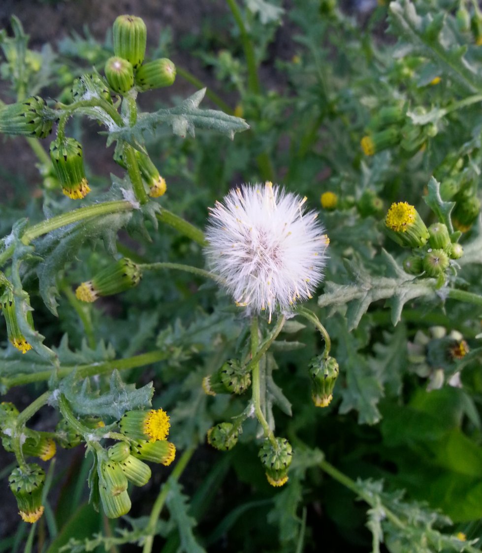 jigsaw-puzzle-20-pieces-talking-names-jigidi