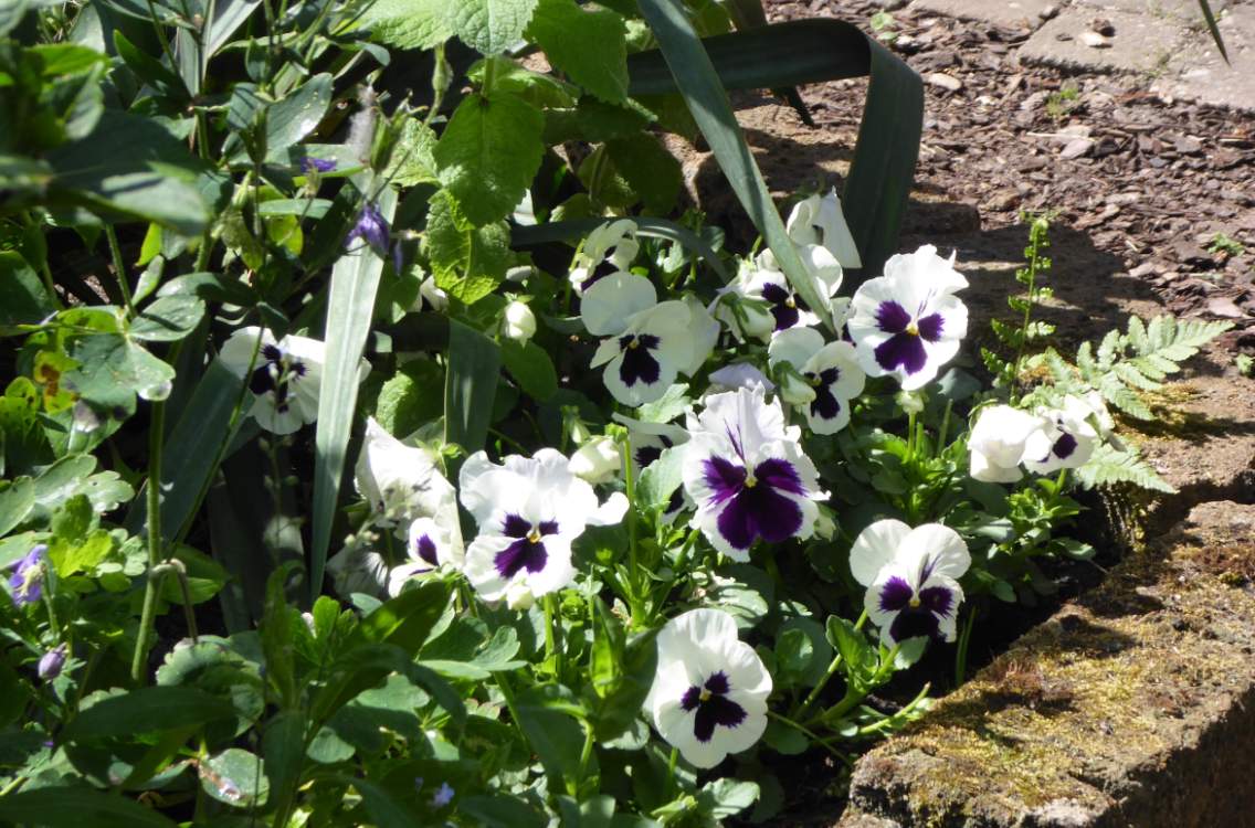 Solve Series flowers in gardens.... Pansies with faces... jigsaw puzzle
