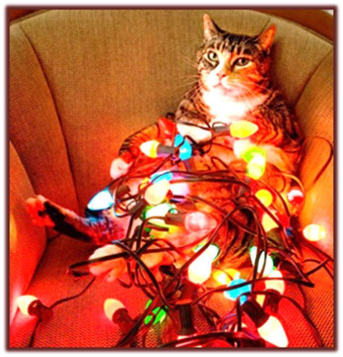 Solve Why Bother with a Tree? Decorate Your Cat for Christmas! jigsaw