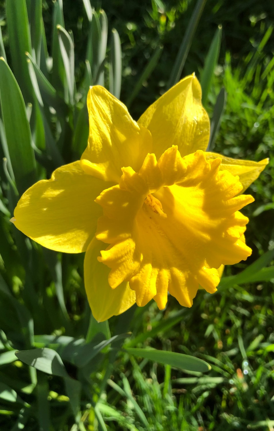 Solve Daffodil jigsaw puzzle online with 228 pieces