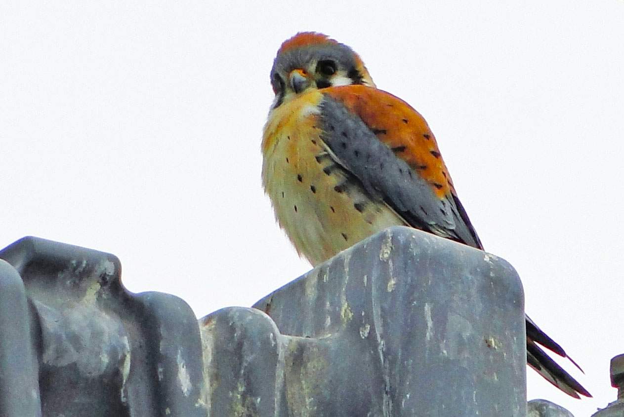 New York Puzzle Company - Cornell Lab American Kestrel 1000 Piece Jigsaw Puzzle - Bird Illustration