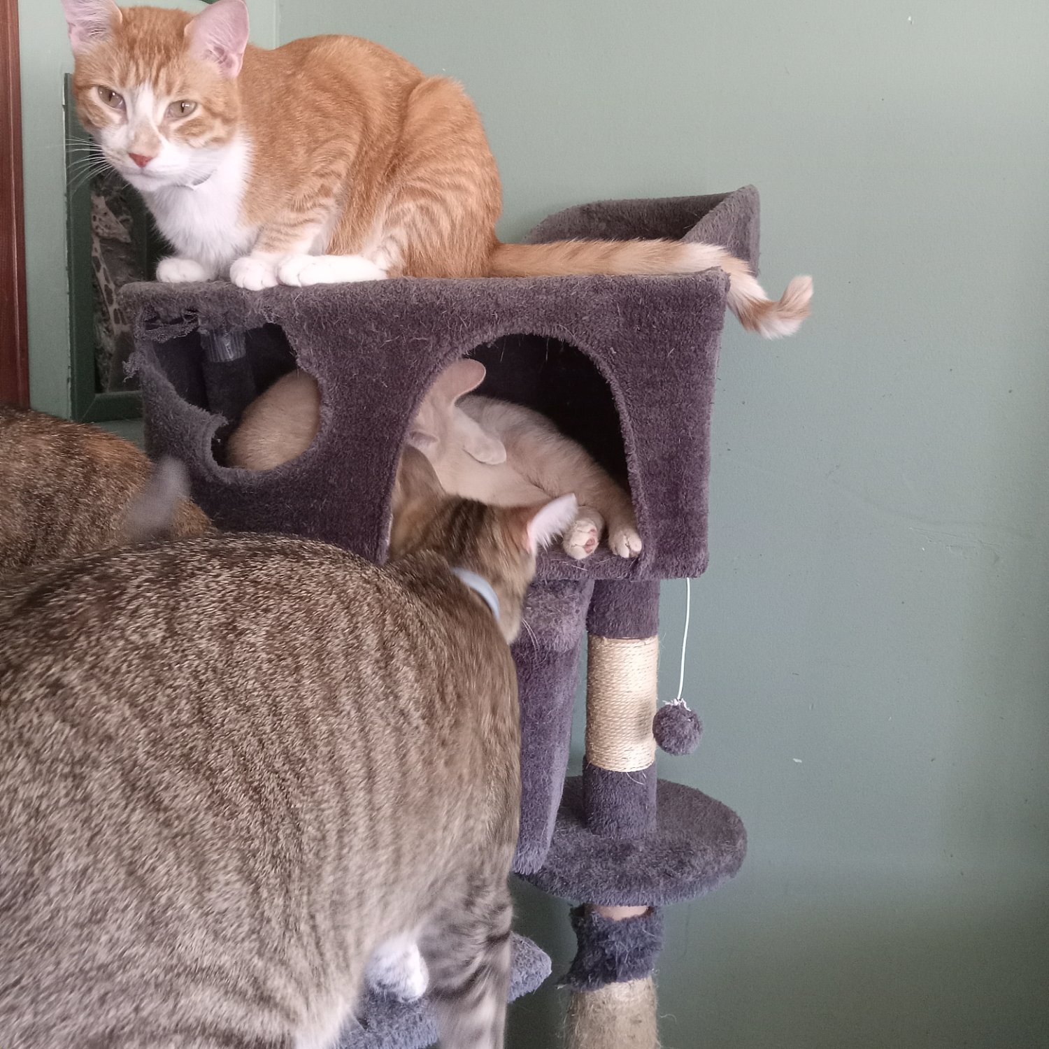 Solve Cat tree jigsaw puzzle online with 196 pieces