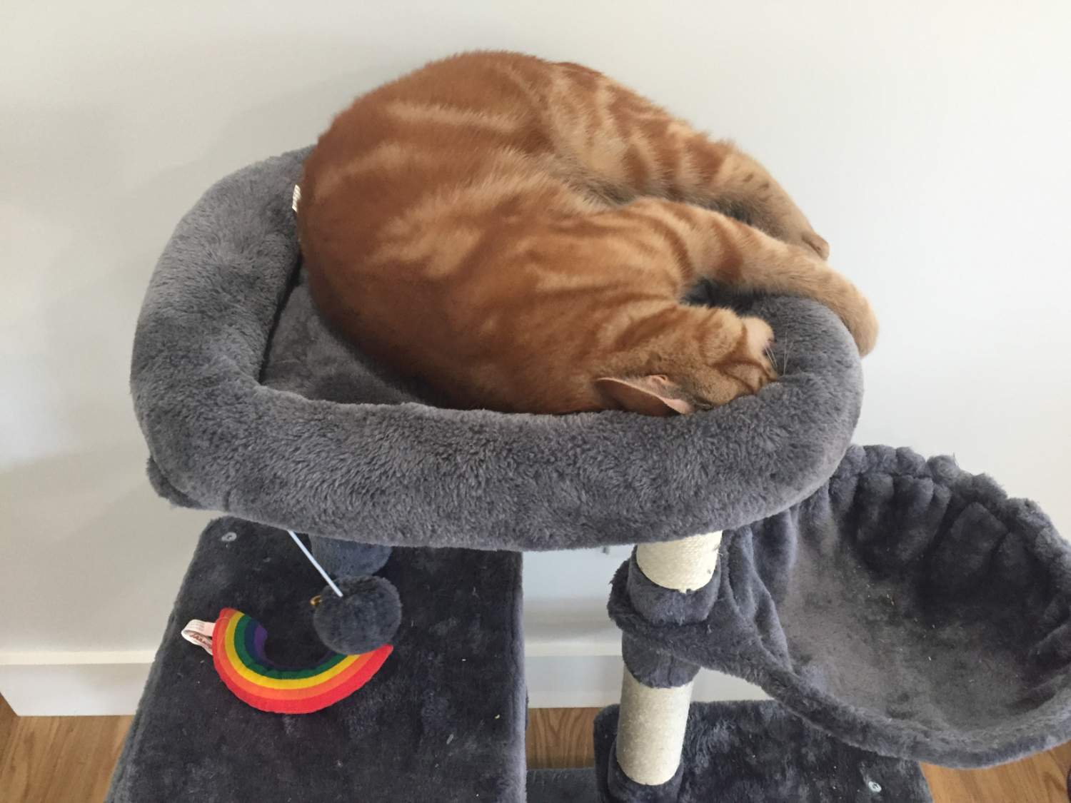 Solve Percy has a new cat tree! jigsaw puzzle online with 48 pieces