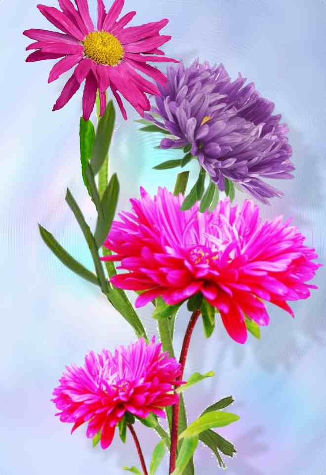 Solve Astra jigsaw puzzle online with 54 pieces