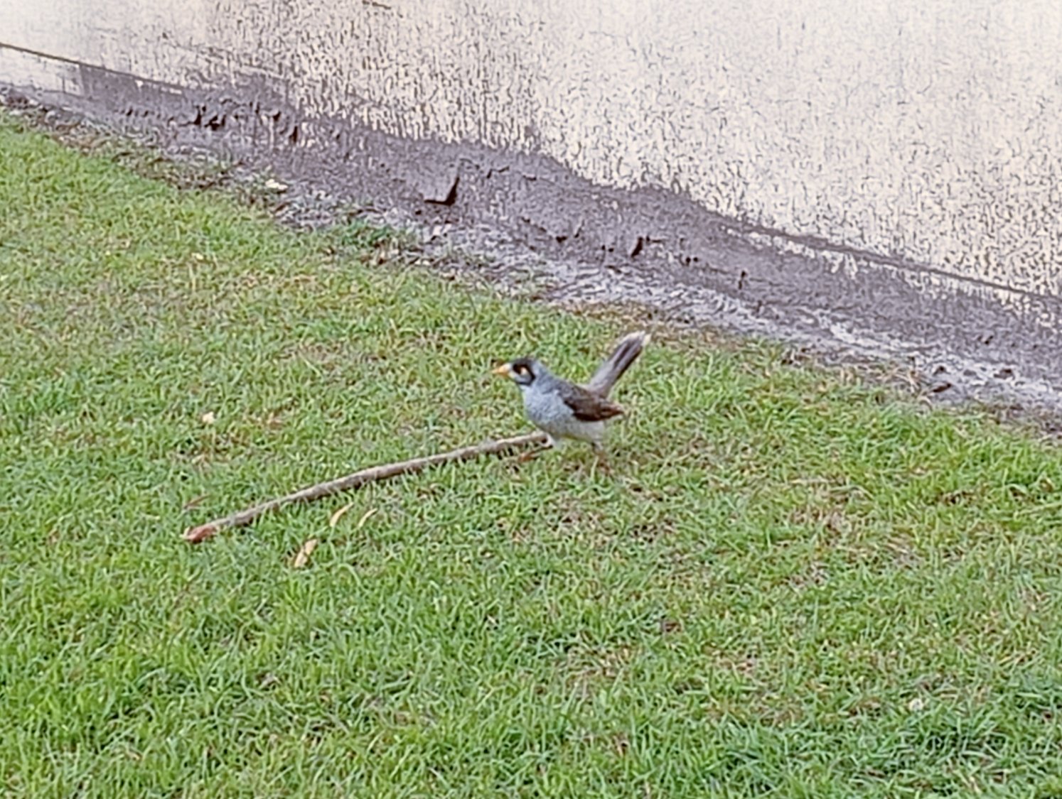 Solve Bird jigsaw puzzle online with 12 pieces