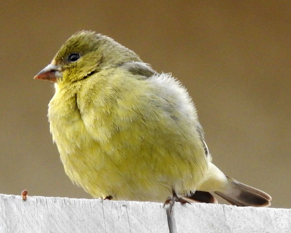 Solve Lesser Goldfinch Female in the neighborhood, San Marcos ...