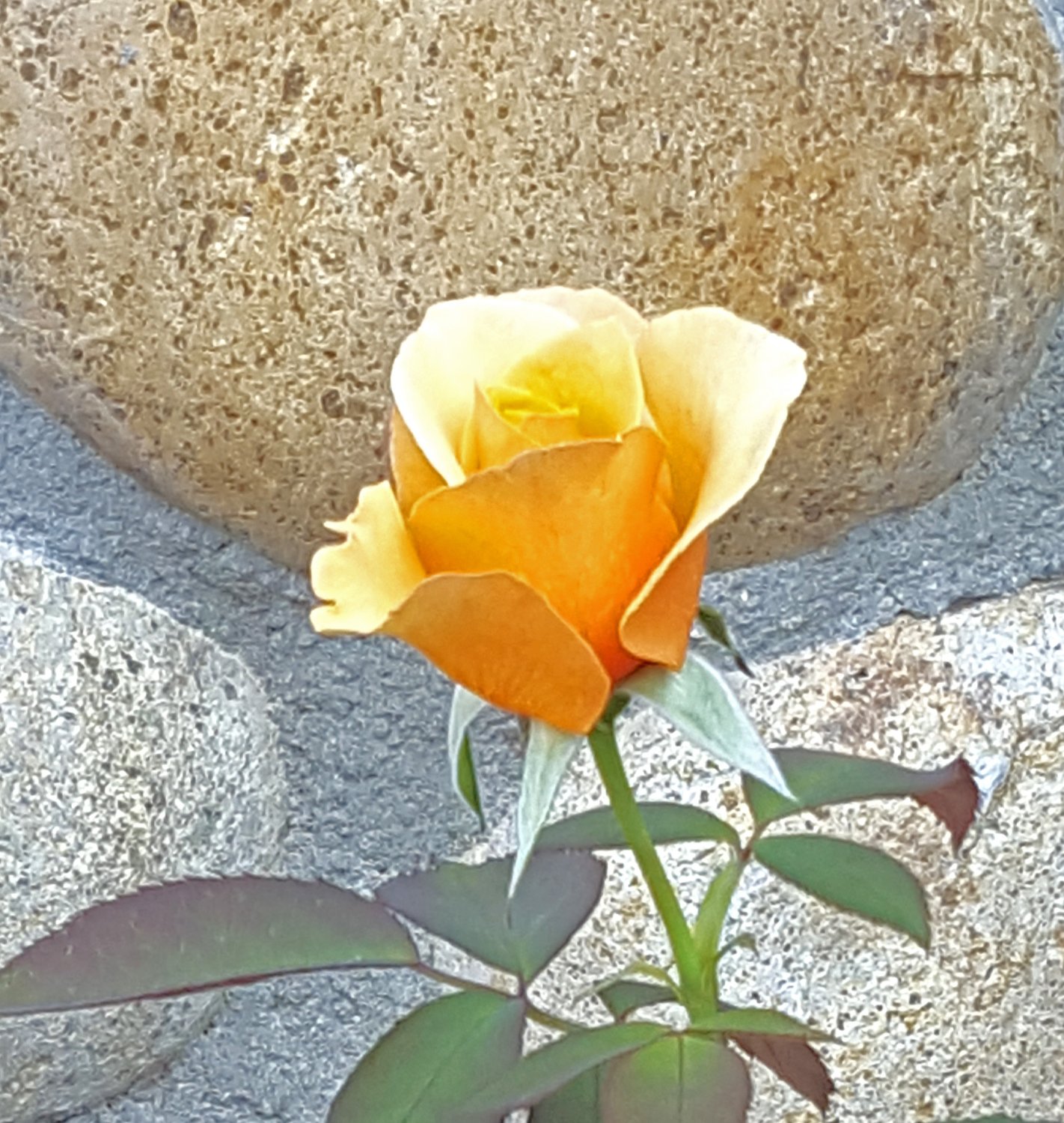 Solve Yellow Rose on Rocks jigsaw puzzle online with 72 pieces