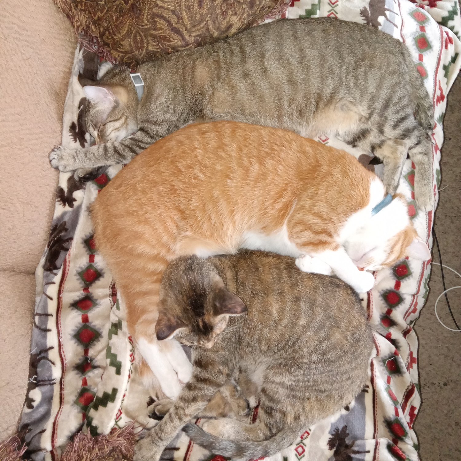 Solve Group nap April 2024 jigsaw puzzle online with 196 pieces