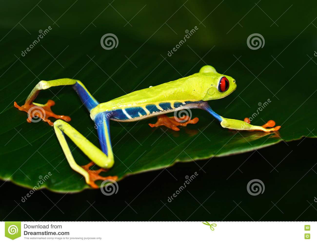 Red-Eyed Tree Frog Puzzle 1000 Teile – 19,25 X 26,5 Zoll, Premium-Puzzle Für Erwachsene