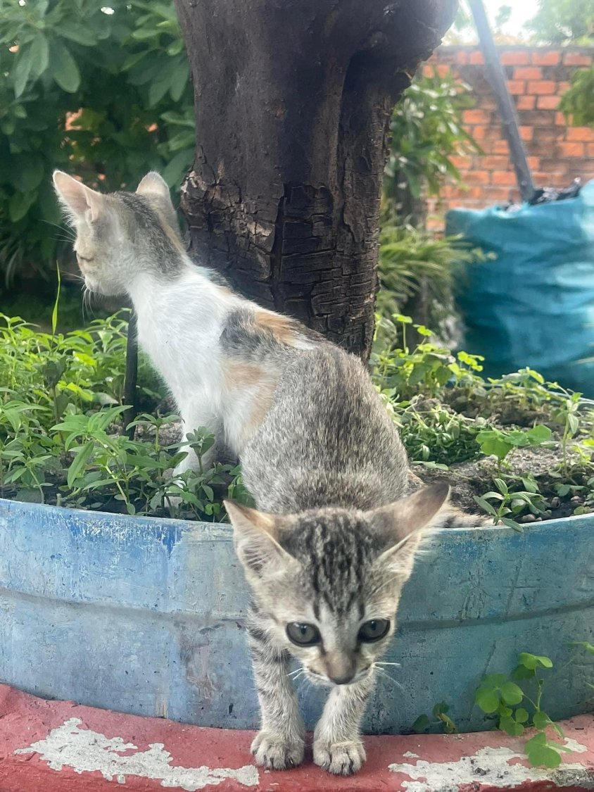 Solve Confusing Perspective 99 Kitten mitosis jigsaw puzzle online