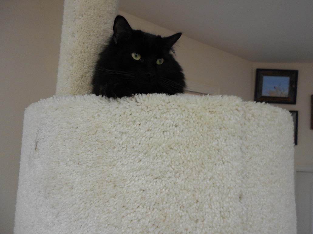 Solve Sherman on the cat tree in the sewing room ), the top ) jigsaw